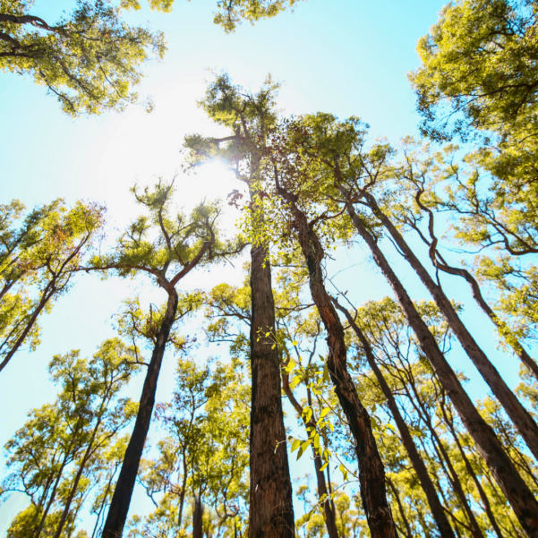 100% Renewables - Navigating the Australian Sustainability Reporting Standards